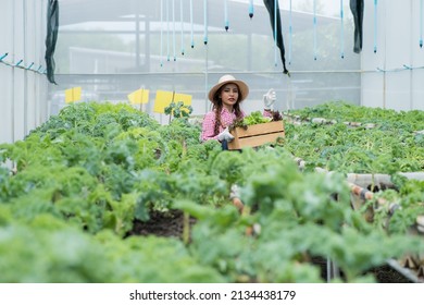 Asia Woman Worker Move Vegetable Tray Hydroponic Salad In Farm. Portrait Of Young Woman Worker Picking Organic Hydro Salad In Farm. Portrait Asian Woman Harvesting Fresh Vegetable.