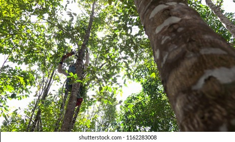 Asia Worker Drilling Agar Wood Tree For Making Agar Wood Oil In Oud Production