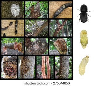 Asian ambrosia beetle (Euwallacea fornicatus) is a serious pest of avocado. Pictures of damage and development stages (larvae, pupa and adult beetle)