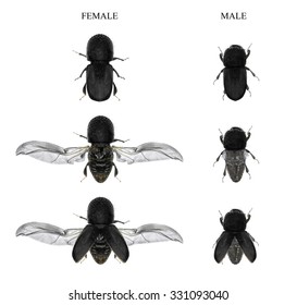 Asian Ambrosia Beetles (Euwallacea Fornicatus) (female And Male) - One Of The Main Pest Of Avocado Plantations