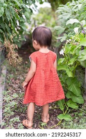 Asian American Toddler Girl Curious Looking And Exploring Low Tunnel Made From Bean And Okra Plants At Public Community Garden Near Dallas, Texas, America. Kids Field Trips And Student Tour Activities