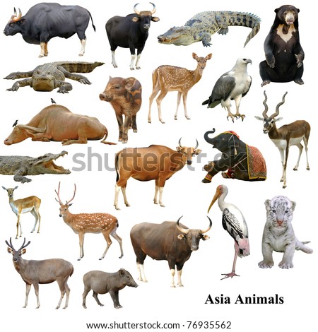asian animals collection isolated on white background