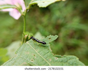 Asian Ant Mantis. Black Mantis On Leaf