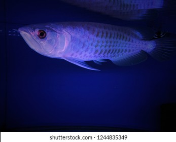 Unduh 510+ Background Aquarium Arwana Golden Red Gratis Terbaik