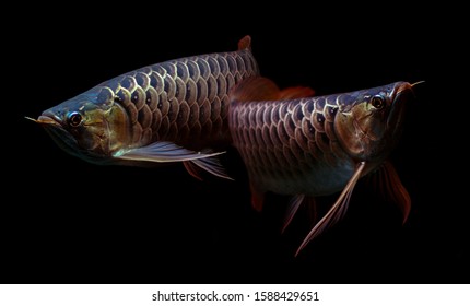 Arowana Imagenes Fotos De Stock Y Vectores Shutterstock