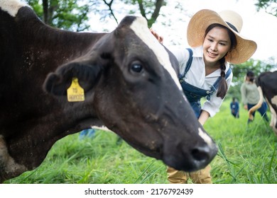 Asian Attractive Dairy Farmer Woman Working Alone Outdoors In Farm. Young Beautiful Female Agricultural Farmer Checking And Examine Cows Animal In Green Field With Happiness At Livestock Farm Industry