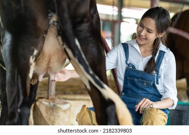 Asian Attractive Dairy Farmer Woman Work Alone Outdoors In Cow Paddock. Beautiful Young Girl Agricultural Farmer Checking And Examining Cows Animal In Cowshed With Happiness At Livestock Farm Industry