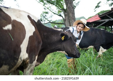 Asian Attractive Dairy Farmer Woman Working Alone Outdoors In Farm. Young Beautiful Female Agricultural Farmer Checking And Examine Cows Animal In Green Field With Happiness At Livestock Farm Industry