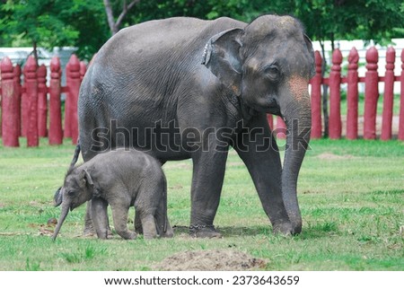 asian baby elephant not African elephant stand run and fun under mother leg to play. Elephant wildlife animal lovely cute and clever. tourist traveling and visit pachyderm family village park.