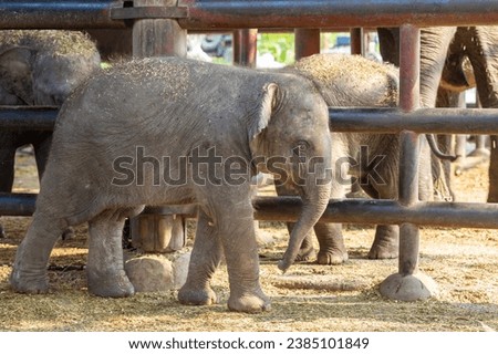 asian baby elephant not African elephant stand run and fun under mother leg to play. Elephant wildlife animal lovely cute and clever. tourist traveling and visit pachyderm family village park.