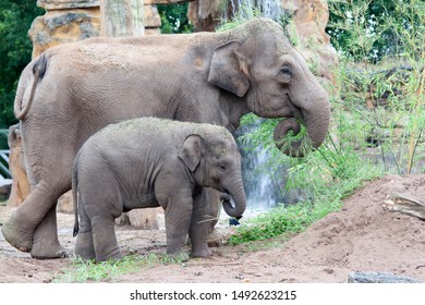 Asian Baby Elephants Eating Leaves Mother Stock Photo 1492623215