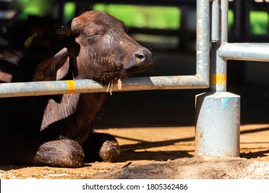 Asian Baby Murrah Buffalo Or Water Buffalo Sleeping In Stables At Local Dairy Farm In Hot Weather Summer. Agriculture And Farming Concept