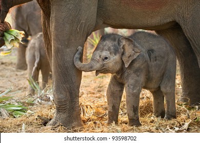 Asian Baby Not African Elephant Baby Under Mother Leg To Play .Elephant Is A Wildlife Animal Lovely Cute And Clever. Tourist Come To Thailand For Traveling And Visit Elephant Family Village Park.