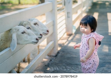 Asian Baby Standing With Sheeps On A Kids Farm. Happy Baby Child Petting Animals In The Zoo. Excited And Happy Girl On Family Weekend.