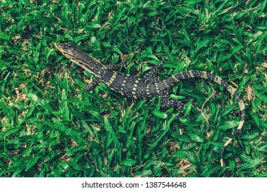 Baby Monitor Lizard High Res Stock Images Shutterstock