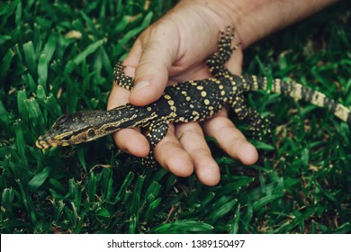 Baby Monitor Lizard High Res Stock Images Shutterstock