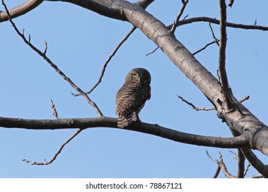 Asian Barred Owlet