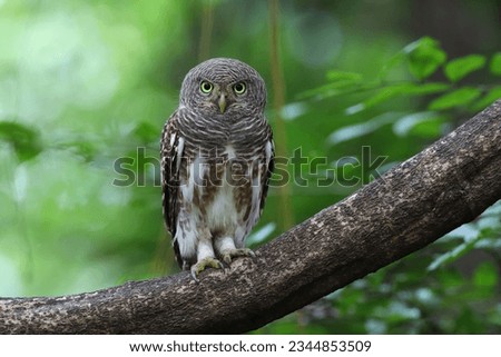 Asian Barred Owlet perching on the tree