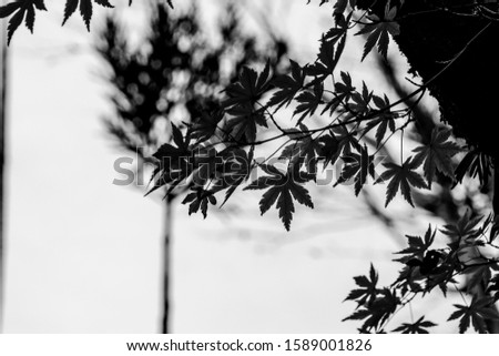 Similar – Image, Stock Photo Trees reflected in mud puddle