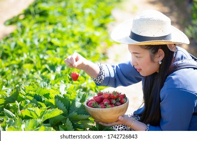 Asian Beautiful Woman Is Picking Strawberry In The Fruit Garden On A Sunny Day. Fresh Ripe Organic Strawberries In A Wooden Basket, Filling Up A Basket Full Of Fruit. Outdoor Seasonal Fruit Picking.