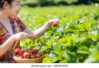 Asian Beautiful Woman Is Picking Strawberry In The Fruit Garden On A Sunny Day. Fresh Ripe Organic Strawberries In A Wooden Basket, Filling Up A Basket Full Of Fruit. Outdoor Seasonal Fruit Picking.