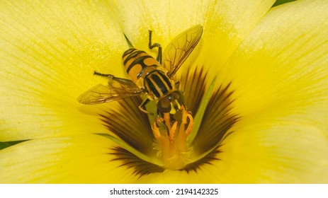 Asian Bee (Apis sp) collecting nectars on yellow flower.  Bee on flower.