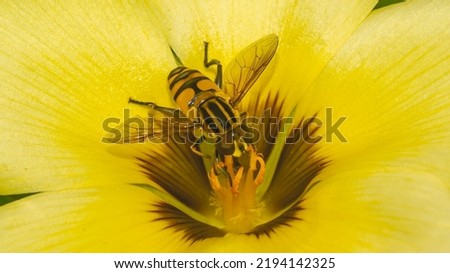 Asian Bee (Apis sp) collecting nectars on yellow flower.  Bee on flower.