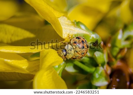 Asian beetle foraging through the Forsyth flower pollen