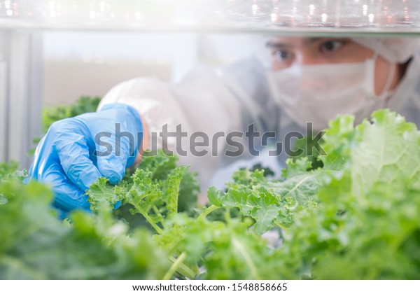 Asian Biotechnologist Led Light Farm Hydroponic Stock Photo 1548858665 ...