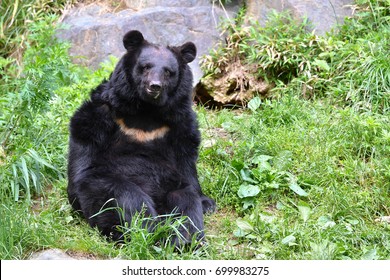 Asian Black Bear ( 1 )