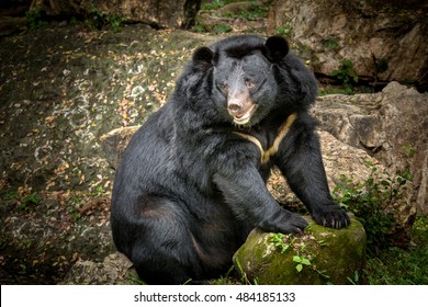  Asian Black Bear