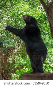 Asian Black Bear