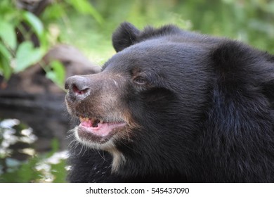Asian black bear