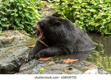  Asian Black Bear, Asiatic Black Bear Relaxing In The Water.