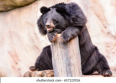 Asian Black Bear Cute.