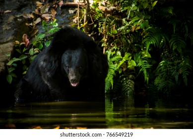 Asian Black Bear In Nature