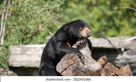 Asian Black Bear Relaxes On Tree In Cologne Zoo