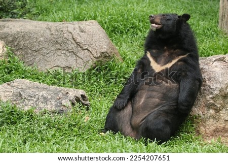 The Asian black bear (Ursus thibetanus) is a medium sized bear species native to Asia. Bear sitting in a relaxed position.