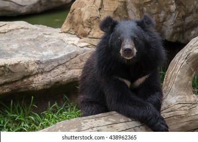 Asian Black Bear In The Zoo