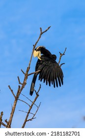 Asian Black Hornbill At Sibu Sarawak Borneo Malaysia