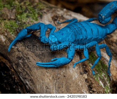 Asian Blue Forest Scorpion. Bright blue scorpion Centruroides gracilis glowing under UV light over purple background