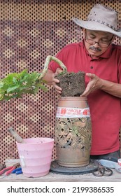 Asian Bonsai Artist Repotting A Bonsai Tree. Bougainvillea Tree.