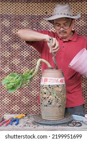 Asian Bonsai Artist Repotting A Bonsai Tree. Bougainvillea Tree.