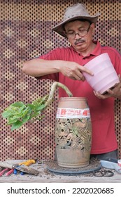 Asian Bonsai Artist Repotting A Bonsai Tree. Bougainvillea Tree.