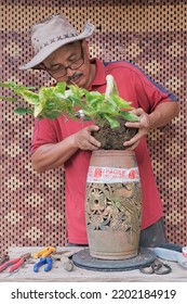 Asian Bonsai Artist Repotting A Bonsai Tree. Bougainvillea Tree.