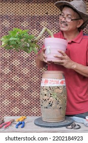 Asian Bonsai Artist Repotting A Bonsai Tree. Bougainvillea Tree.