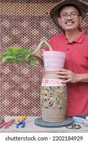 Asian Bonsai Artist Repotting A Bonsai Tree. Bougainvillea Tree.