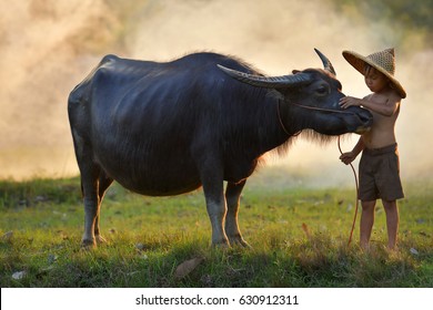 Asian Boy With Buffalo.