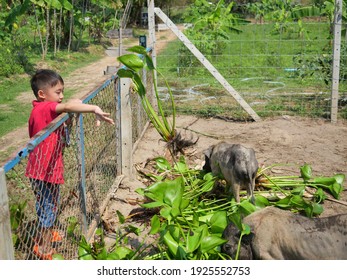 Asian Boy Is Feeding Pig On A Farm, Group Of Vietnamese Pot Bellied Pigs Eating Water Hyacinth Tree And Leaves, Young Farmer Wearing Red Shirt In Thailand