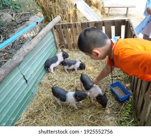 Asian Boy Is Feeding Pig On A Farm, Group Of Baby Vietnamese Pot Bellied Pigs On The Yellow Straw In The Stall,  Young Farmer Wearing Orange Color Shirt In Thailand